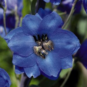 Delphinium Pacific Giants Blue Jay - Bloom