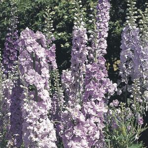 Delphinium Pacific Giants Guinevere - Landscape