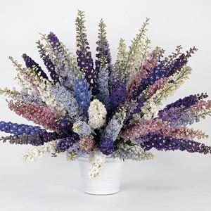 Delphinium Pacific Giants Mix - Container