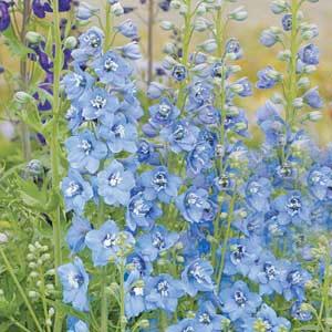 Delphinium Pacific Giants Summer Skies - Bloom
