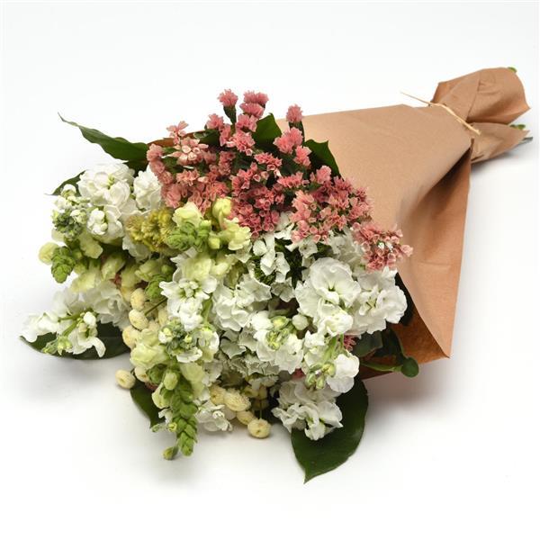 Vegmo Snowball Extra Matricaria - Cutflower