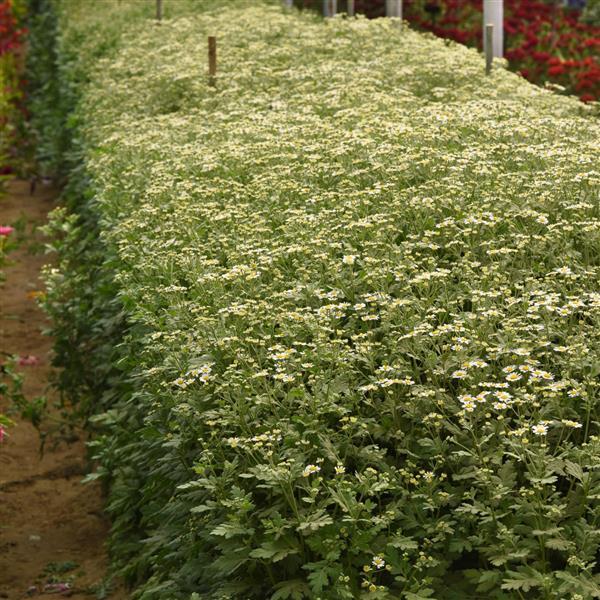 Vegmo Single Matricaria - Greenhouse