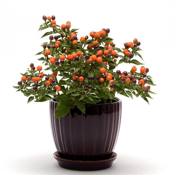 Hot Pops Purple Ornamental Pepper - Container