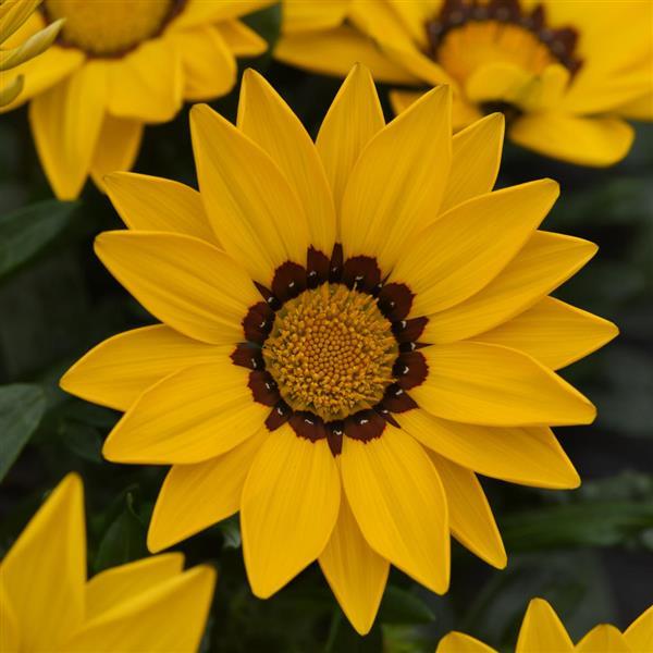 New Day® Yellow Gazania - Bloom