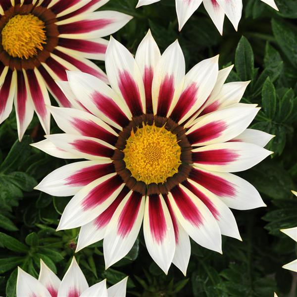 New Day® Rose Stripe Gazania - Bloom