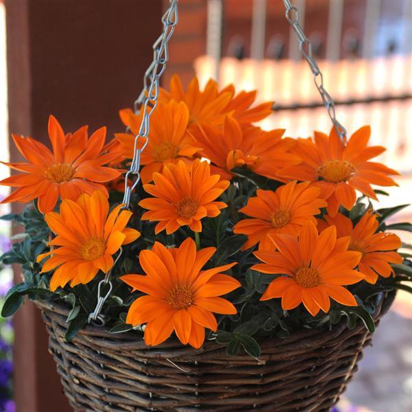 New Day® Clear Orange Gazania - Basket