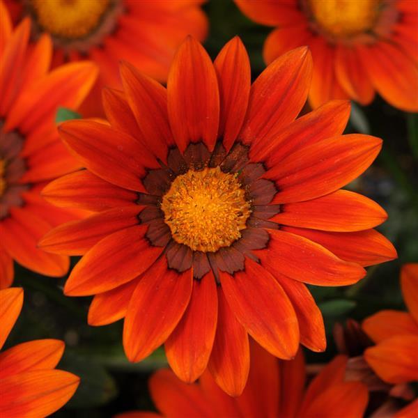 New Day® Bronze Shades Gazania - Bloom