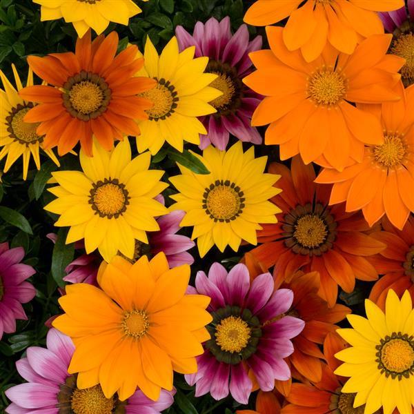 New Day® Bright Mixture Gazania - Bloom