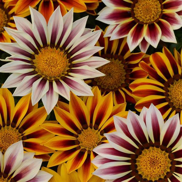New Day® Tiger Mixture Gazania - Bloom