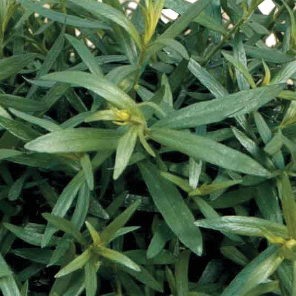 Artemisia dracunculus French Tarragon - Bloom