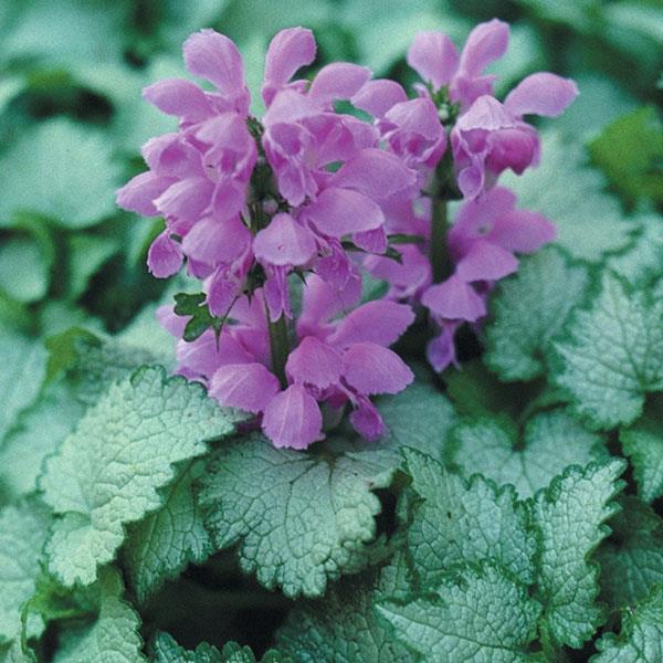 Lamium maculatum Orchid Frost - Bloom