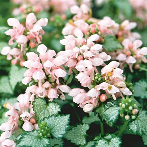 Lamium maculatum Pink Pewter - Bloom