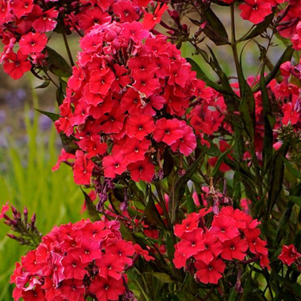 Phlox paniculata Red Riding Hood - Bloom