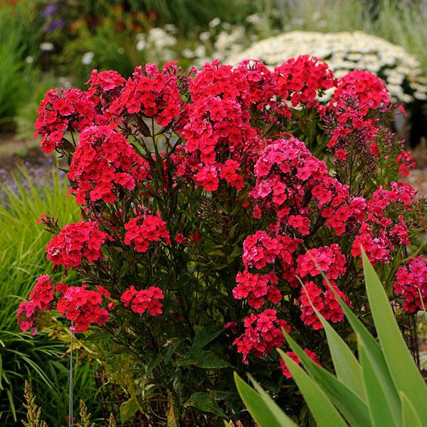 Phlox paniculata Red Riding Hood - Garden