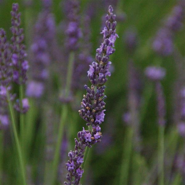 Lavandula intermedia Phenomenal