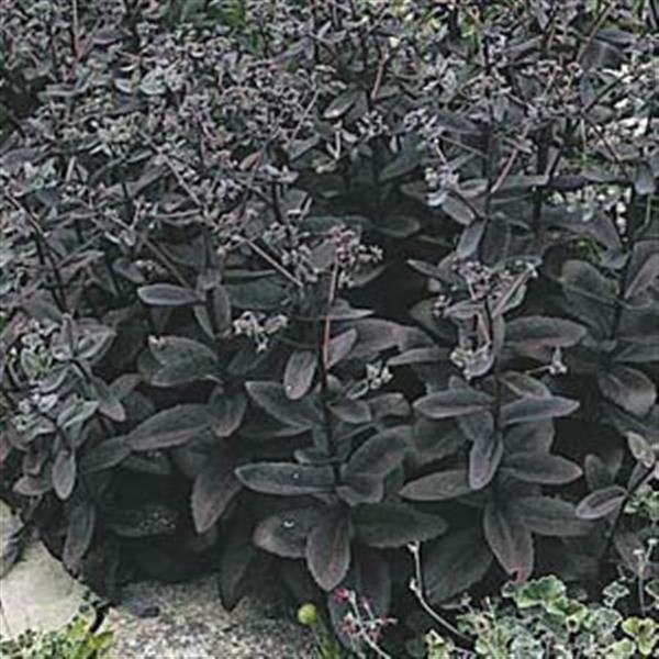 Sedum Vera Jameson - Bloom