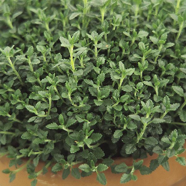 Teucrium chamaedrys  - Bloom