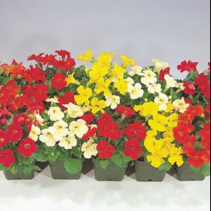 Mystic Mix Mimulus