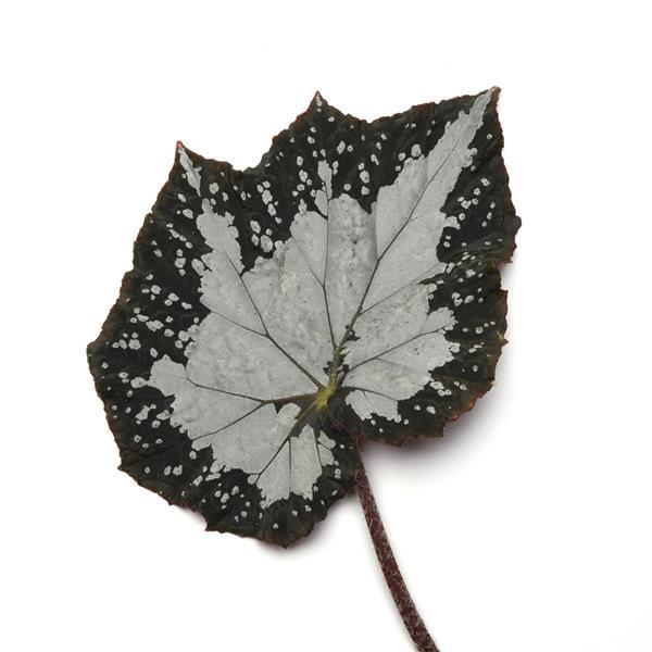 Jurassic Megalo™ Croc Rex Begonia - Bloom