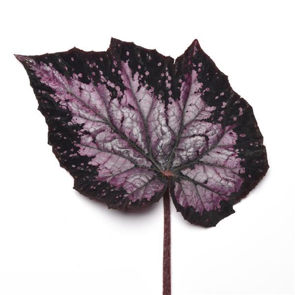 Jurassic Megalo™ Komodo Rex Begonia - Bloom