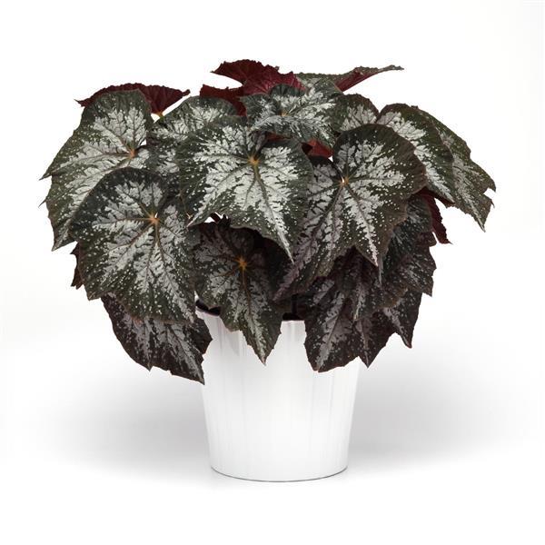 Jurassic Megalo™ Komodo Rex Begonia - Container