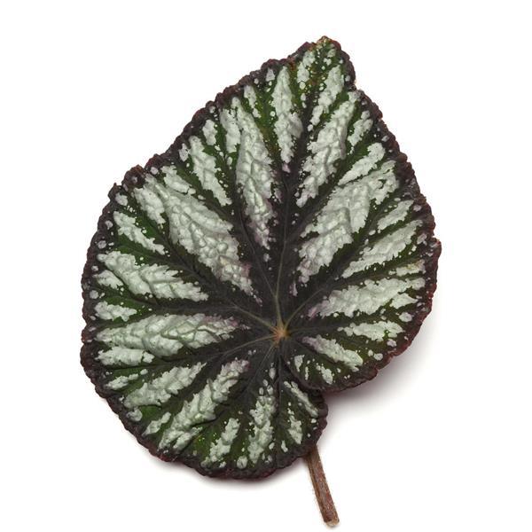 Jurassic Megalo™ Reptile Rex Begonia - Bloom