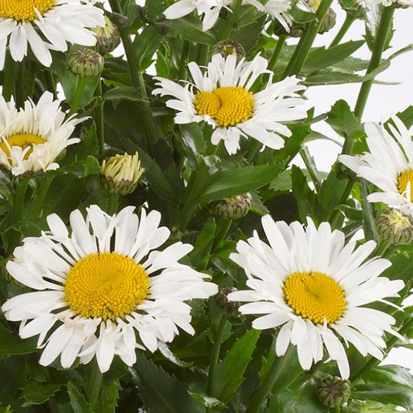 Leucanthemum x superbum Ooh La™ LaCrosse - Bloom