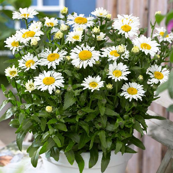 Leucanthemum x superbum Ooh La™ LaCrosse - Container