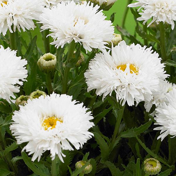 Leucanthemum x superbum Ooh La™ LaSpider - Bloom