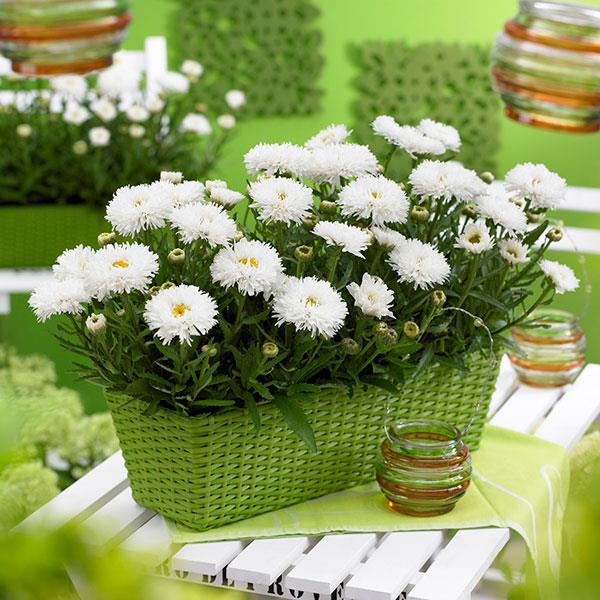 Leucanthemum x superbum Ooh La™ LaSpider - Container