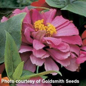 Short Stuff Coral Zinnia - Bloom