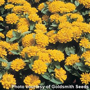 Short Stuff Gold Zinnia - Bloom