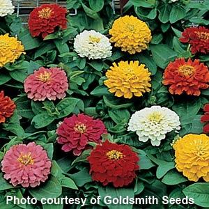 Short Stuff Mix Zinnia - Bloom