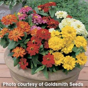 Short Stuff Mix Zinnia - Container