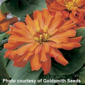 Short Stuff Orange Zinnia - Bloom