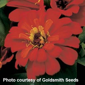 Short Stuff Scarlet Zinnia - Bloom