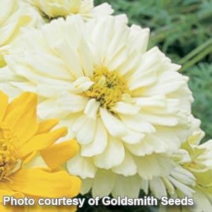 Short Stuff White Zinnia - Bloom