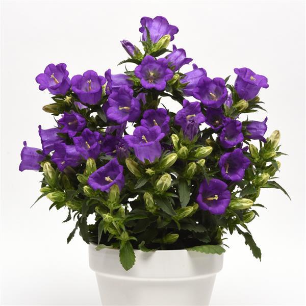 Campanella™ Blue Campanula