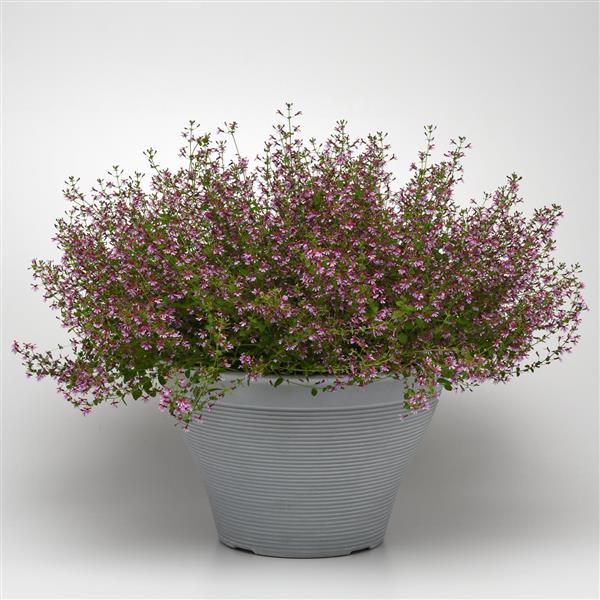 Pink Shimmer Cuphea - Container