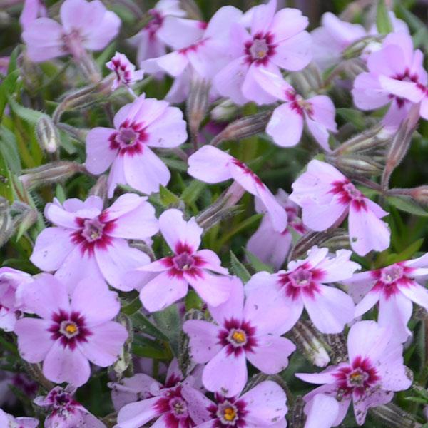 Phlox subulata Eye Candy - Bloom