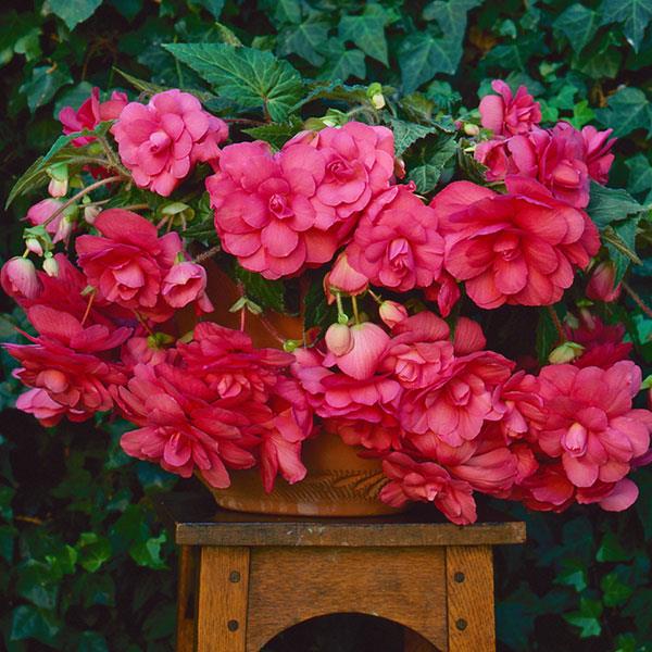Sun Dancer™ Pink Tuberous Begonia - Container
