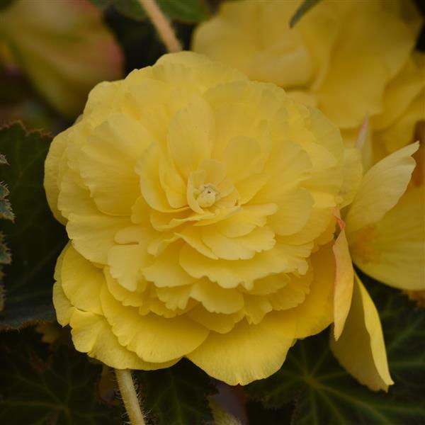 Sun Dancer™ Yellow Tuberous Begonia - Bloom