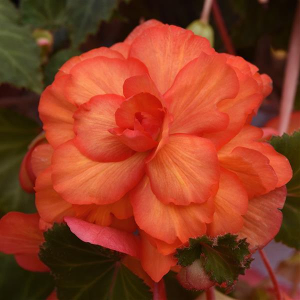 Sun Dancer™ Yellow Red Picotee Tuberous Begonia - Bloom