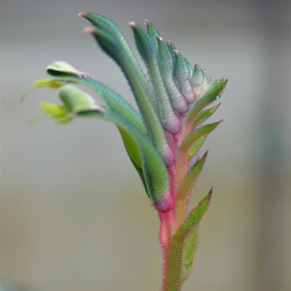 Bush Gems Celebrations™ Fireworks Anigozanthos - Bloom