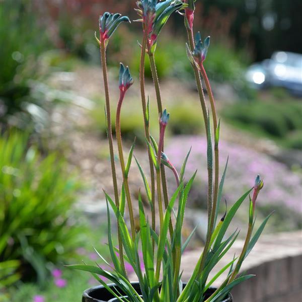 Bush Gems Celebrations™ Fireworks Anigozanthos - Container