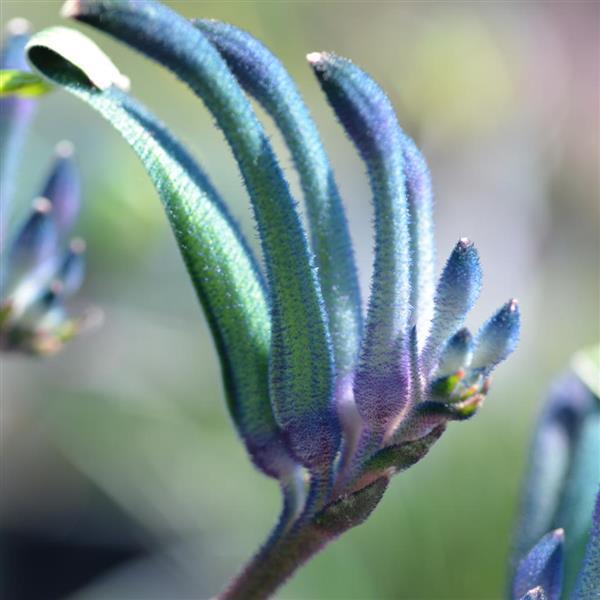 Bush Gems Celebrations™ Masquerade Anigozanthos - Bloom