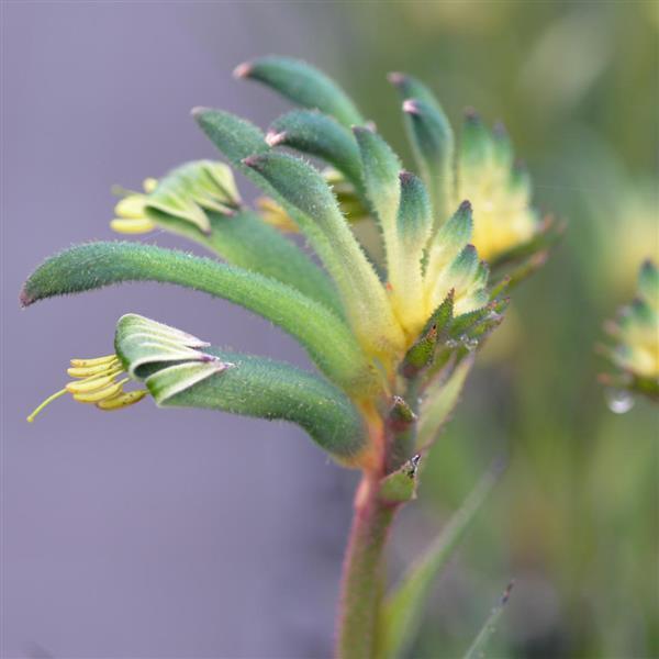 Bush Gems Celebrations™ Aussie Spirit Anigozanthos - Bloom