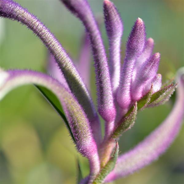 Bush Gems Celebrations™ Carnivale Anigozanthos - Bloom