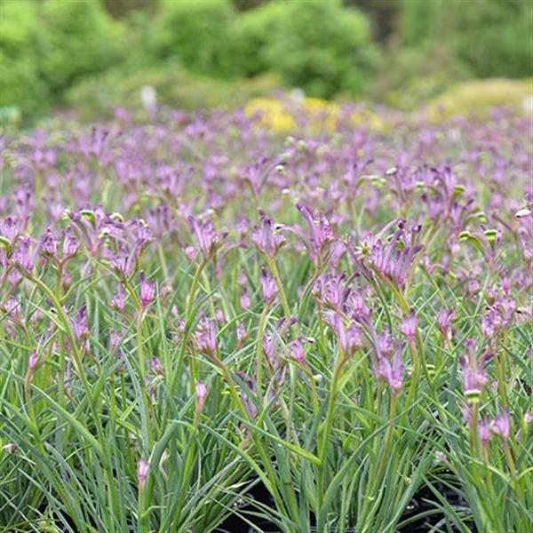 Bush Gems Celebrations™ Carnivale Anigozanthos - Landscape