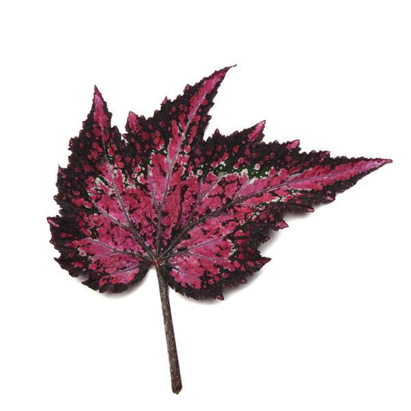 Jurassic Dino™ Polka Dot Rex Begonia - Bloom